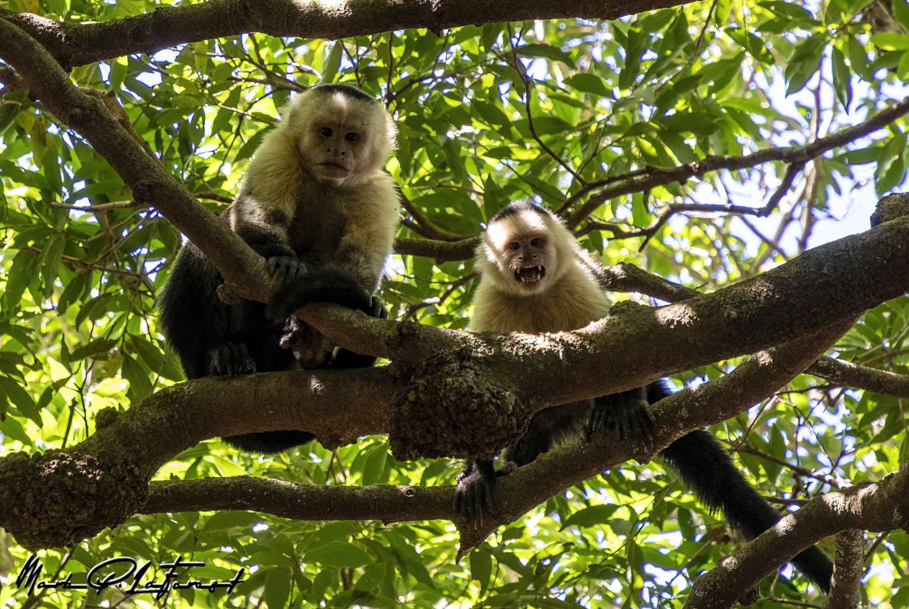 Capuchin Monkey, Rincon National Park, Costa Rica